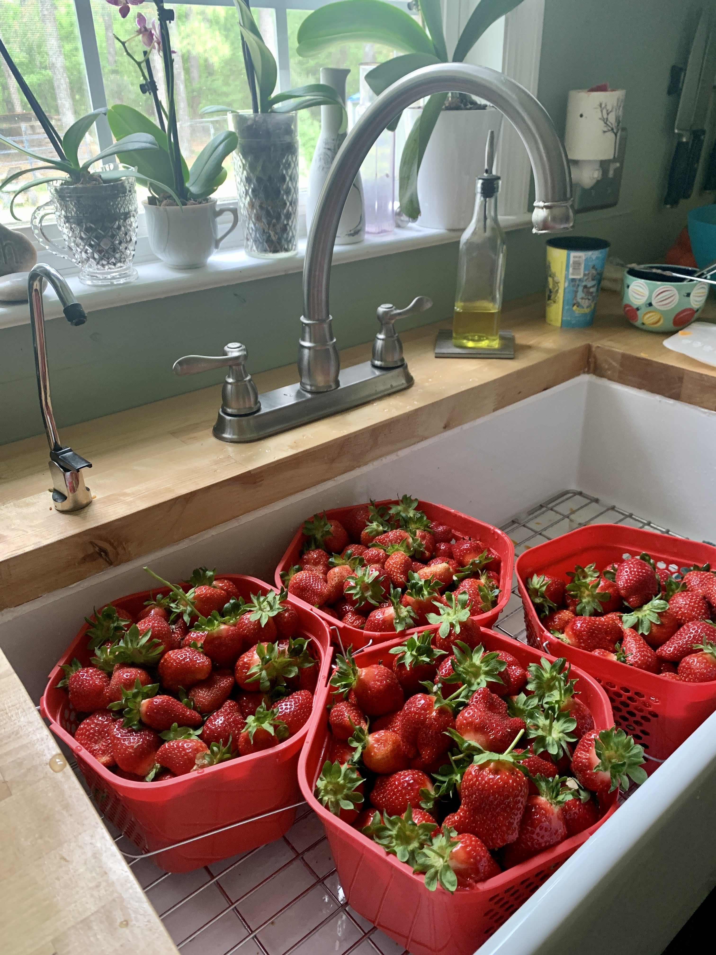 berries and 16